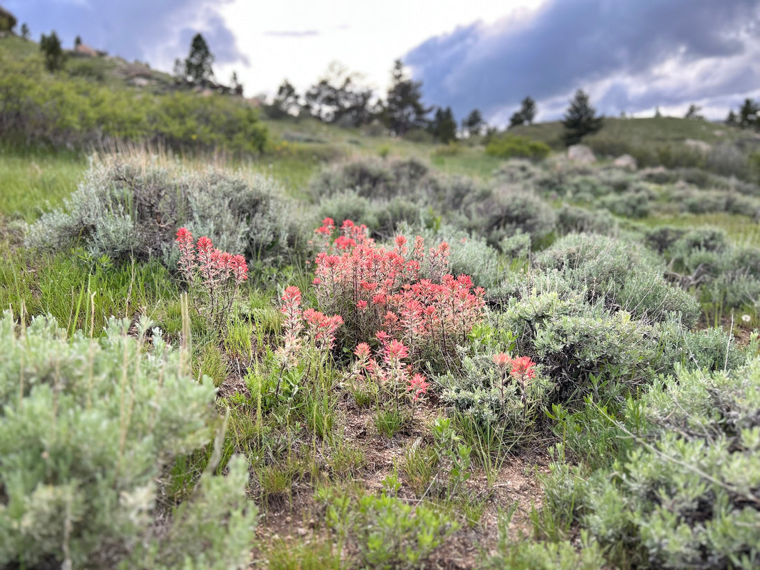 Go behind the scenes with the mother-son mining team at Pink Misty Minerals. Discover the physical work, deep history, and raw provenance of hand-extracted Wyoming rubies and kyanite.
